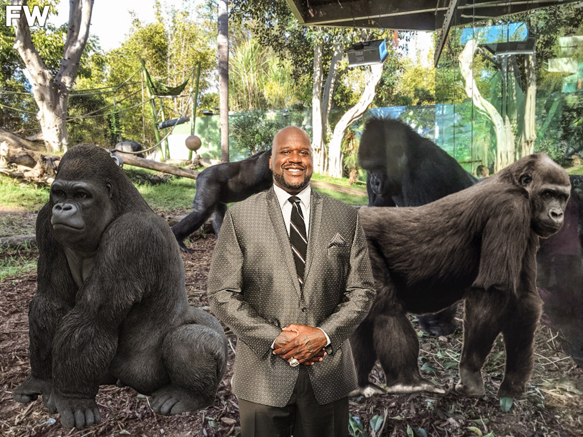 Miami Zoo Executive Explains Why Gorillas Freak Out When They See Shaquille O'Neal: "The Gorilla Gets Intimidated, And He Looks At Shaq And Thinks That Shaq Is Going To Take Away His Girls."